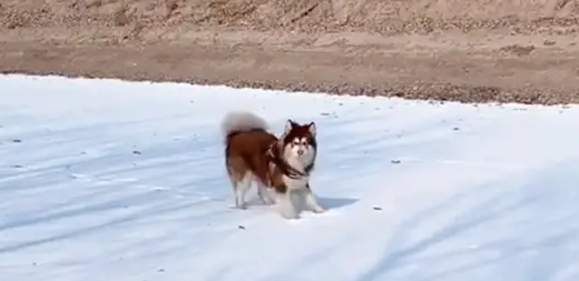 下大雪狗子不愿意回家,主人拉都拉不动 下大雪狗子不愿意回家,主人拉都拉不动