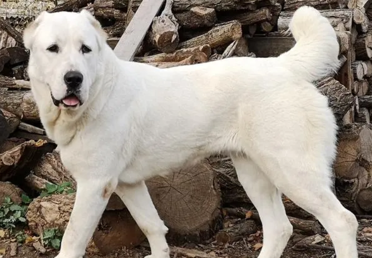 中亚和真正的高狼犬对比