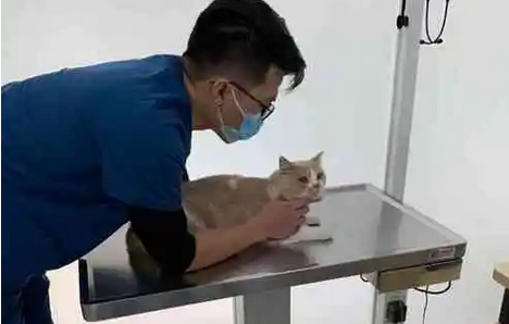 申普宠物医院总院地址