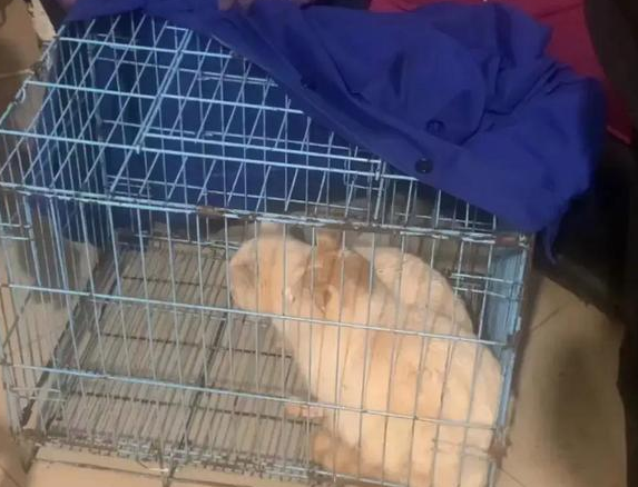 新后续!猫咪已救出,视频中看着模样可怜 新后续!猫咪已救出,视频中看着模样可怜