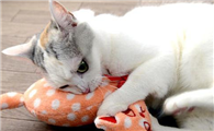猫用爪子挠你的衣服代表什么