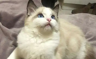 世界上颜值最高的猫