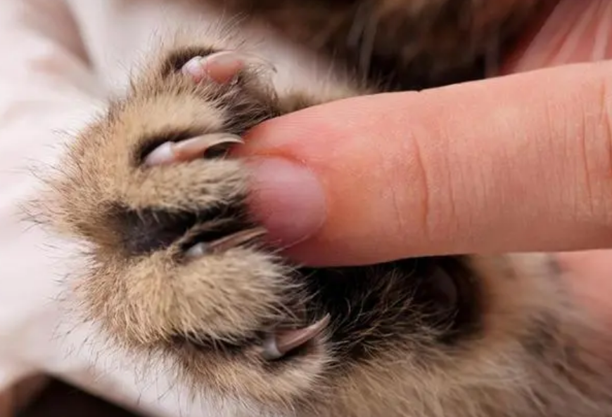 猫爪子上有狂犬病毒么