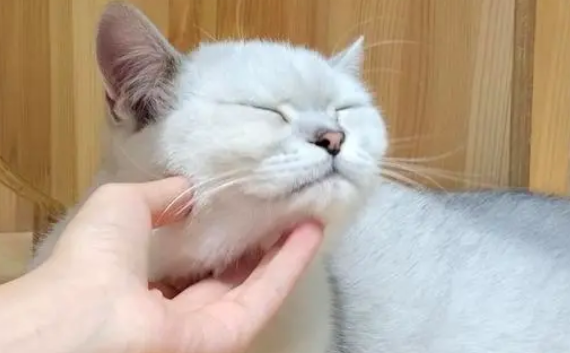 猫咖馆“撸猫”竟然被抓伤,后续是这样的... 猫咖馆“撸猫”竟然被抓伤,后续是这样的...