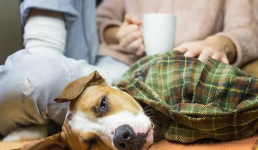 犬癫是什么原因引起的 犬癫是什么原因引起的