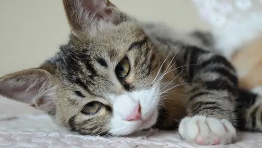三色公猫很值钱吗 三色公猫很值钱吗