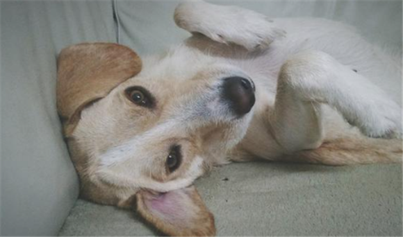 犬窝咳用什么药治疗最有效 犬窝咳用什么药治疗最有效