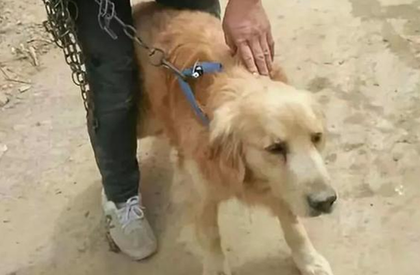 金毛被捆住嘴巴拴在救助站前,狗眼透露悲伤,弃养方式使人难过 金毛被捆住嘴巴拴在救助站前,狗眼透露悲伤,弃养方式使人难过