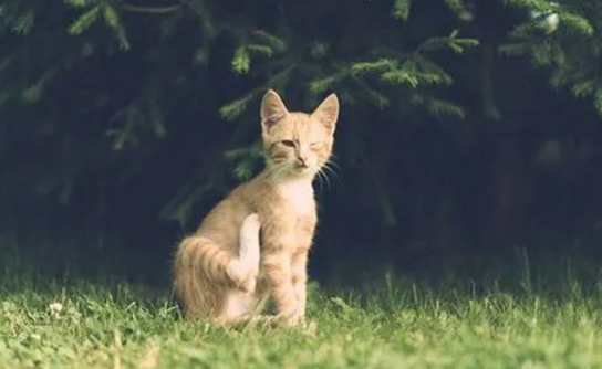 女人梦见猫是什么预兆周公解梦