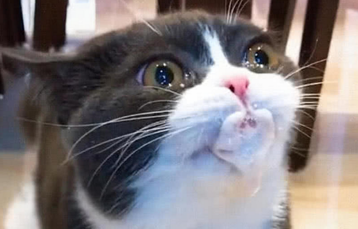 猫嘴一直在空嚼吧唧嘴吐白沫 猫嘴一直在空嚼吧唧嘴吐白沫