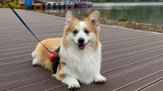 长毛柯基掉毛严重吗