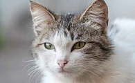猫最怕什么味道能赶走它