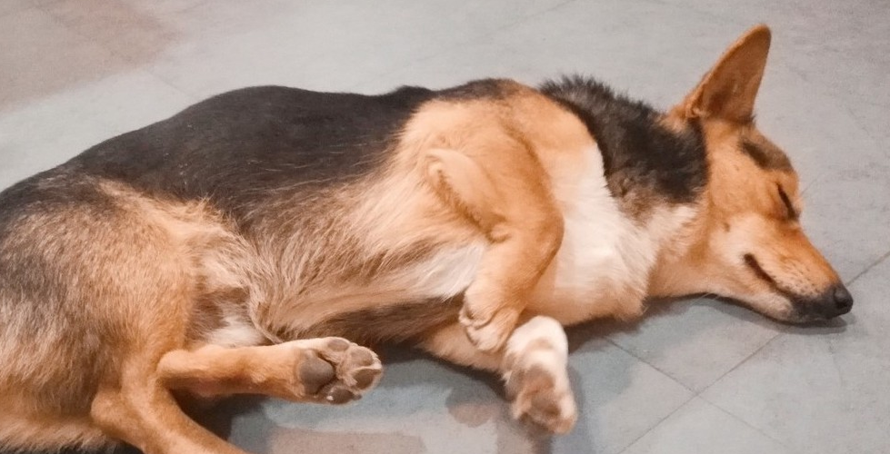 狗全身抽搐是什么病