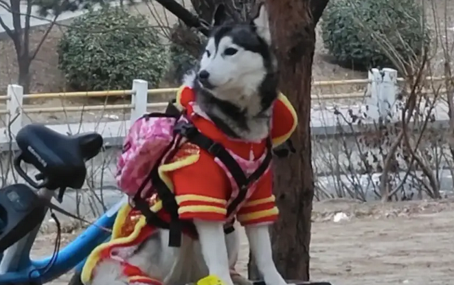 哈士奇穿着衣服被拴在河边,疑似被人遗弃,已在原地等了一天! 哈士奇穿着衣服被拴在河边,疑似被人遗弃,已在原地等了一天!
