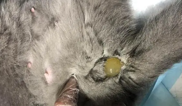 母猫羊水球挂了10个小时