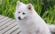 日本狐狸犬图片价钱