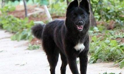玄卫犬是不是猎犬 玄卫犬是不是猎犬