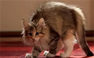 猫做出攻击主人姿势