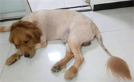 狗剃了毛一晚上冻死了