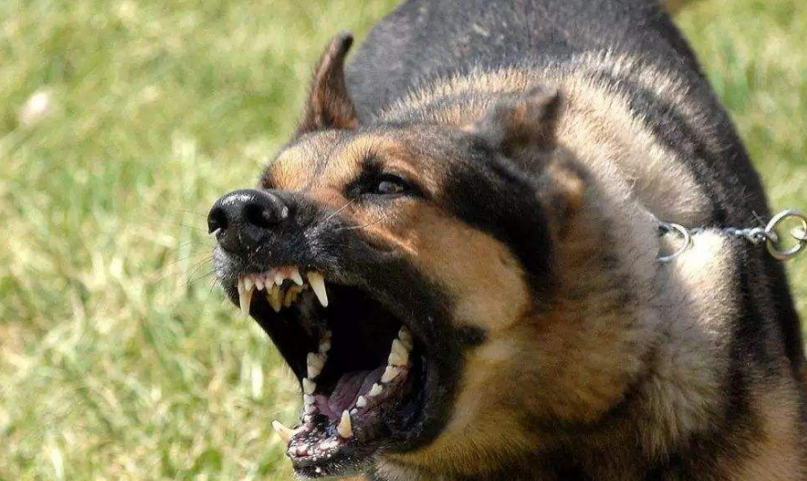 健康的狗会携带狂犬病毒吗