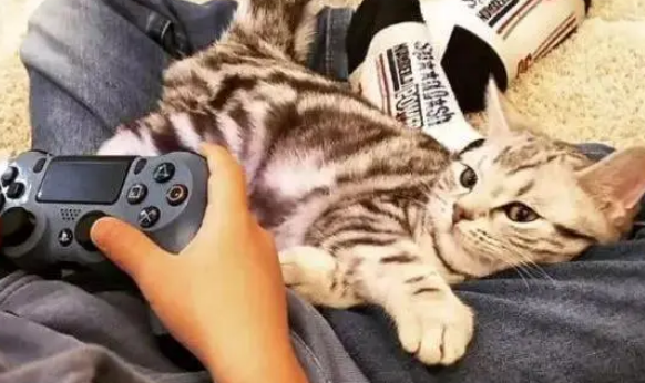 喜欢打扰主人打游戏的猫,主人直接拨开猫咪的头:你挡住我了 喜欢打扰主人打游戏的猫,主人直接拨开猫咪的头:你挡住我了