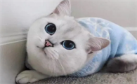 小猫品种大全图片名字