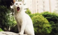 为什么说猫是阴间的使者