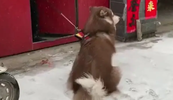 下大雪狗子不愿意回家,主人拉都拉不动 下大雪狗子不愿意回家,主人拉都拉不动