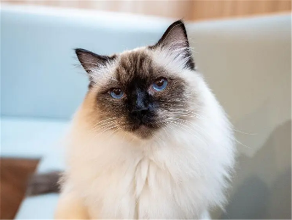 伯曼猫图片?外观的判断标准 伯曼猫图片?外观的判断标准