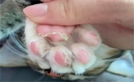 猫爪皮是什么意思