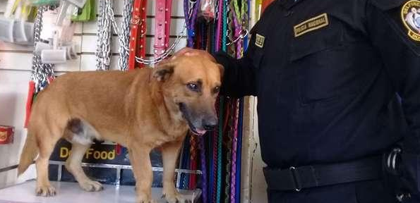 流浪狗到警察局门口讨饭吃,没想到却成为了警犬 流浪狗到警察局门口讨饭吃,没想到却成为了警犬