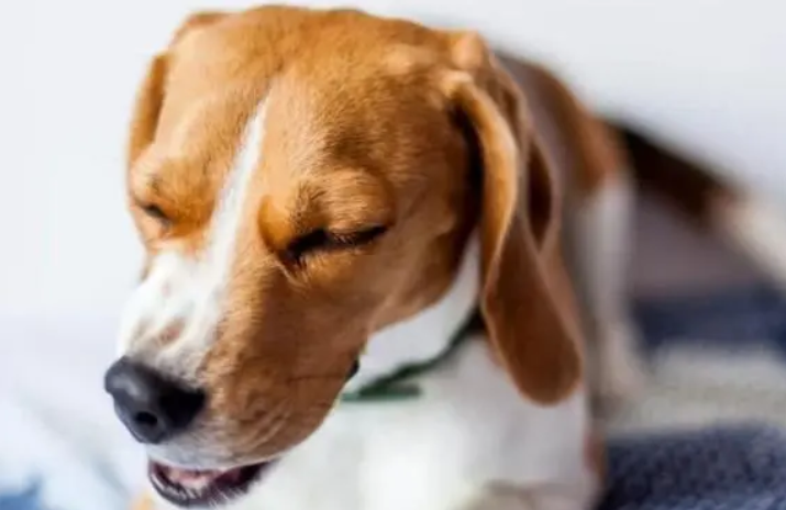 犬窝咳吃阿莫西林会好吗 犬窝咳吃阿莫西林会好吗