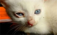 小猫眼睛分泌物多怎么回事