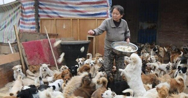 不计回报的老人给流浪狗提供了一个温暖的家 不计回报的老人给流浪狗提供了一个温暖的家