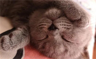 猫嘴唇溃疡图片