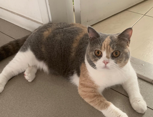 猫中最好看的为什么是三花