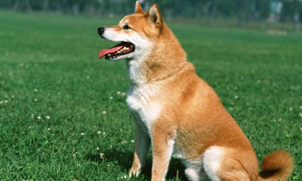 西巴犬的大小厘米 西巴犬的大小厘米