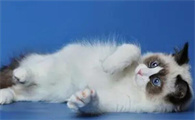 奇偶猫是什么