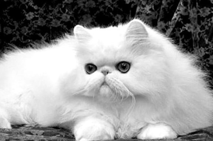 梦见死去的猫是托梦吗 梦见死去的猫是托梦吗