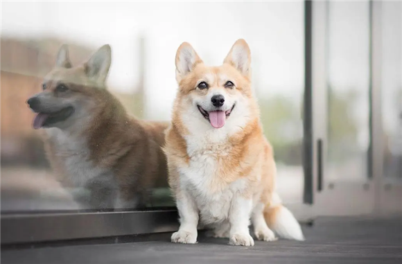 柯基犬黑的好还是黄的好