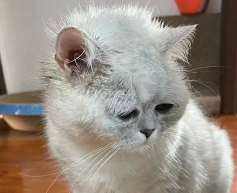 猫咪在外面打架，回来鼻青脸肿的，感觉委屈的下一秒就要哭出来了