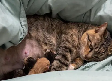 母猫产后多久下奶
