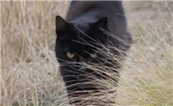 人死后不让猫靠近遗体