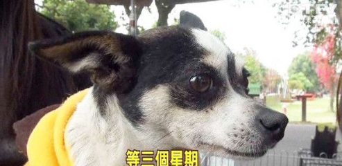 吉娃娃苦等主人3天,12夜安乐死倒数前终获救 吉娃娃苦等主人3天,12夜安乐死倒数前终获救