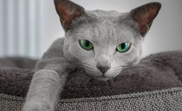 睡觉时把猫关在卫生间里 睡觉时把猫关在卫生间里