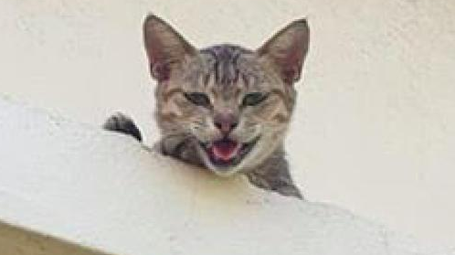 网友拿着罐罐去喂楼下的流浪猫,家猫在楼上生气看着:那是我的! 网友拿着罐罐去喂楼下的流浪猫,家猫在楼上生气看着:那是我的!