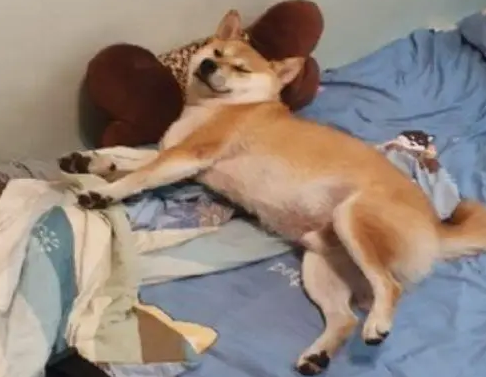 主人出门上班跟柴犬道别,柴柴敷衍睁开眼:慢走不送 主人出门上班跟柴犬道别,柴柴敷衍睁开眼:慢走不送