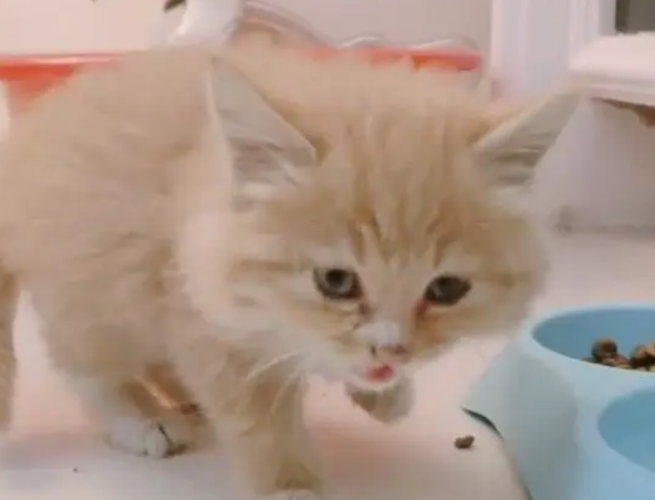 楼道里发现一只可爱小橘猫,找主人未果,带回家自己收养 楼道里发现一只可爱小橘猫,找主人未果,带回家自己收养