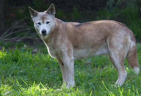 澳洲野犬是独立物种吗