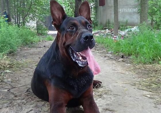 正宗纯正莱州红犬图片